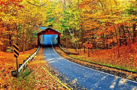Autumn Trees Leaves Road Path Way Nature 5k Wallpaper Best Wallpapers