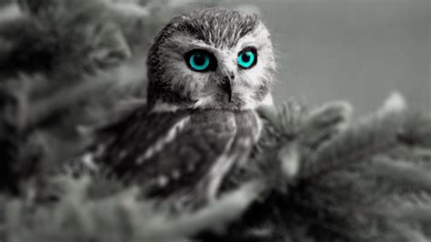 Owl Blue Eyes Hd By Meerk4tftw On Deviantart