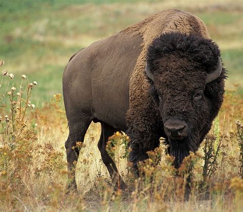 Buffalo Facts Animals Of North America Worldatlas
