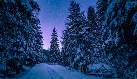 1366x768 Trees Covered With Snow Freezing Forest Winter 5k
