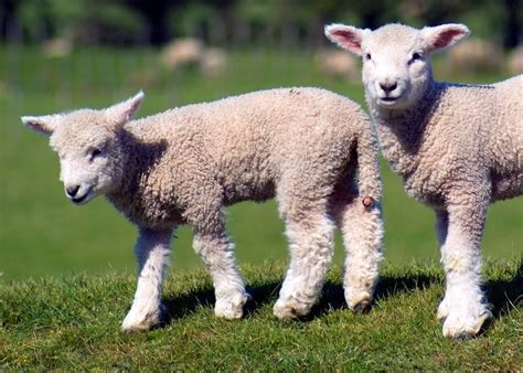 Baby And Adult Lambs Pics Good Friday Series 3 Gods Passover Lamb