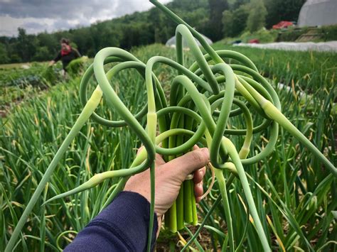 Garlic Scapes How To Harvest And Cook The Most Whimsical Vegetable The