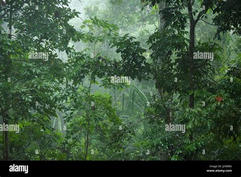 Tropical Rainforest In The Heavy Rain On The Island Of Langkawi In