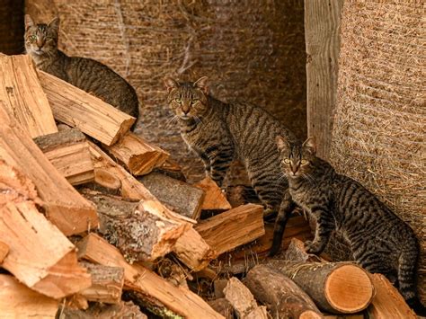 Feral Barn Cats Smithsonian Photo Contest Smithsonian Magazine