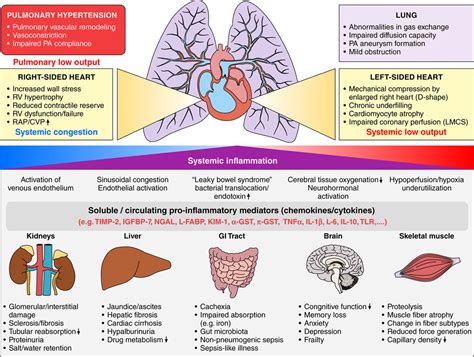 Systemic Consequences Of Pulmonary Hypertension And Right Sided Heart