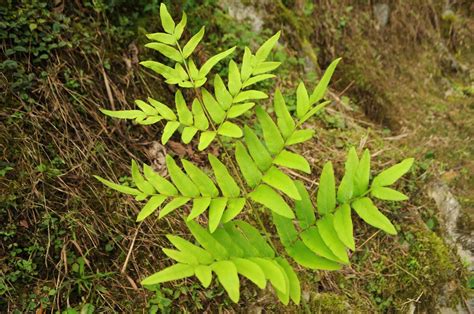 Osmunda Japonica Thunb Plants Of The World Online Kew Science