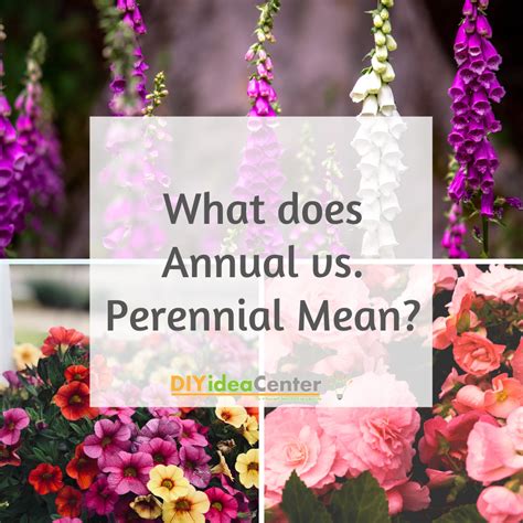Start date today at 3:11 pm. What Does Annual vs Perennial Mean? | DIYIdeaCenter.com