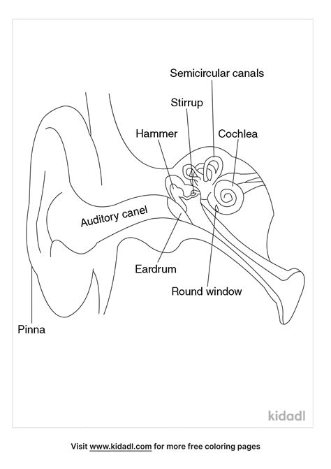 Free Human Ear Anatomy Coloring Page Coloring Page Printables Kidadl