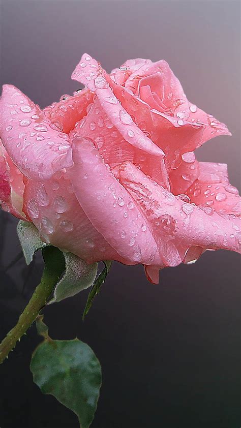 The Water Drops Rose Wallpapers Wallpaper Cave