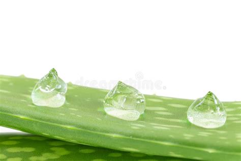 Aloe Vera Leaves With Aloe Vera Gel Drops Isolated On White Background