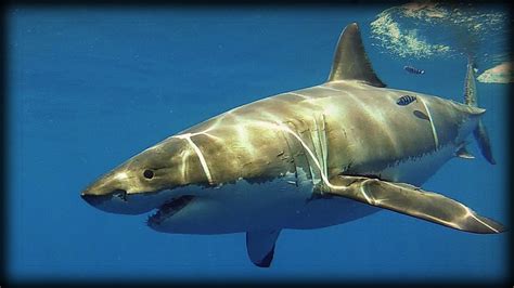 Great White Sharks 01 Dangerous Animals Youtube