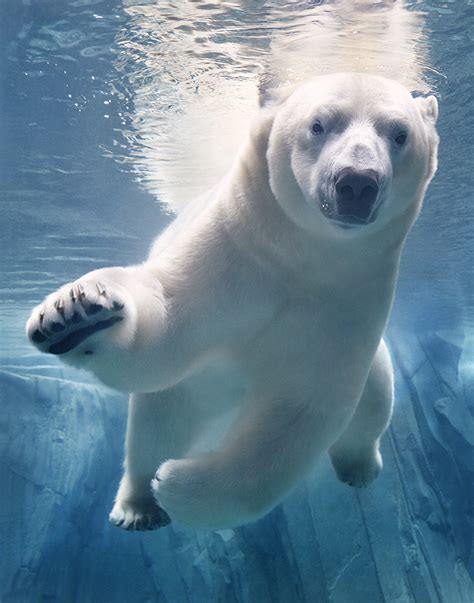 Polar Bear Underwater Final Sh400ppi Copy Eléonore Charrey Agent