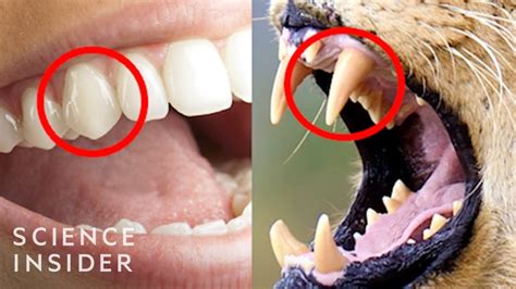The Real Reason Humans Have Those Sharp Front Teeth Youtube