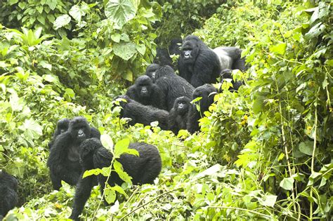 Gorilla Trekking In Rwanda Luxury Gorilla Safaris