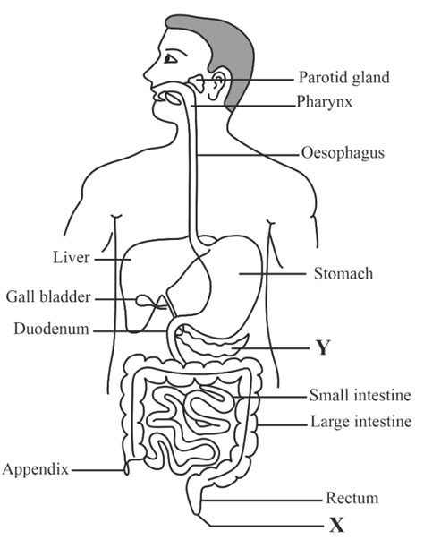 Draw A Labelled Diagram Of The Human Digestive System List Out The
