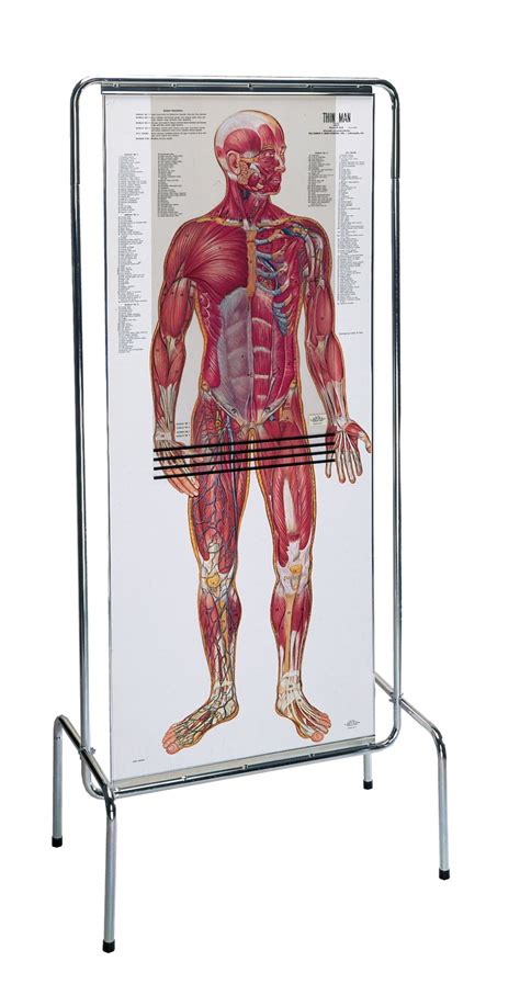 It is the most complete reference of human explore over 6700 anatomic structures and more than 670 000 translated medical labels. Thin Man Giant Anatomy Overlay Anatomical Chart - Anatomy Models and Anatomical Charts
