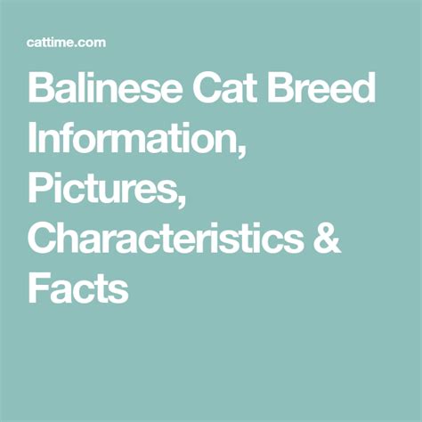 Balinese Cat Breed Information Pictures Characteristics And Facts Cat