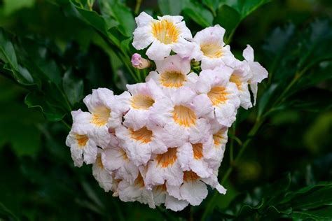Irresistible deals lay in store for the. China Doll Plant - Care & Growing Guide - Hobby Plants in ...