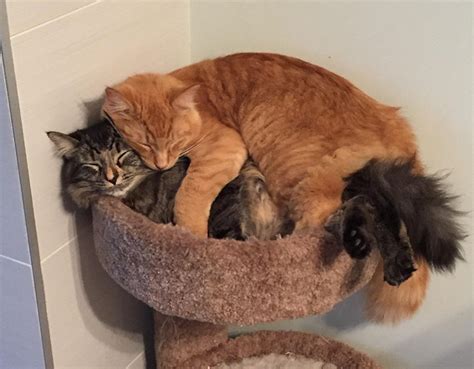 Estos Gatos Inseparables Siguen Durmiendo Juntos A Pesar De Ser Ya M S
