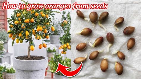 How To Grow Oranges From Seeds Germinate After 5 Days In 2023 Seeds
