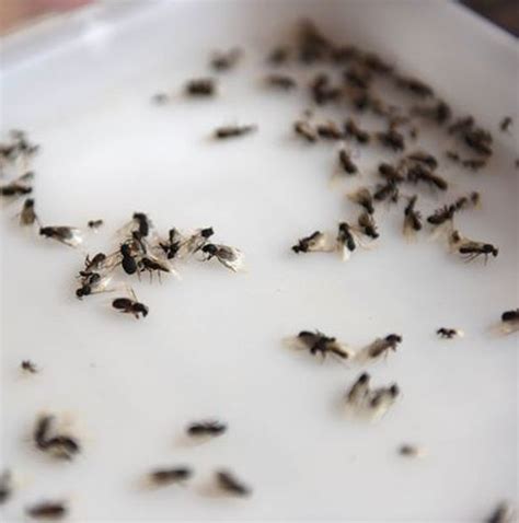 Check spelling or type a new query. How to get rid of flying ants: 6 tips after Britain's ...
