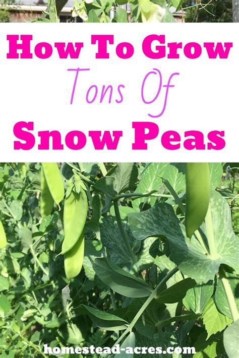 How To Grow Snow Peas Easy Tasty Treat Growing Snow Peas Pea