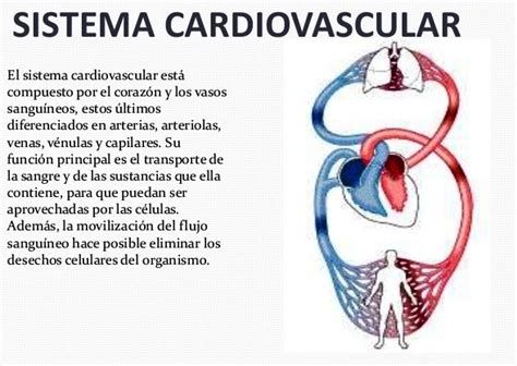 Sistema Cardiovascular Funciones Partes órganos Anatomía Imágenes