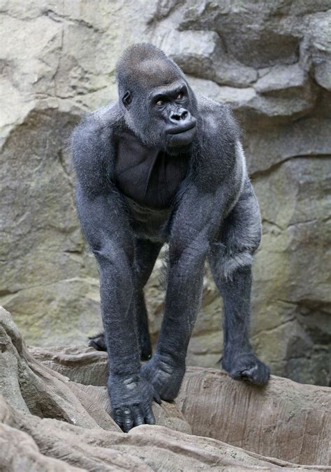 Gorillas Birthday At Franklin Park Zoo Boston Herald