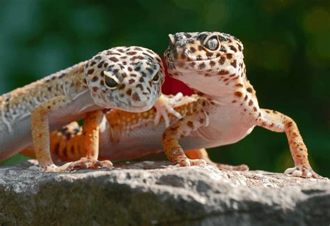 Information On Pet Leopard Geckos