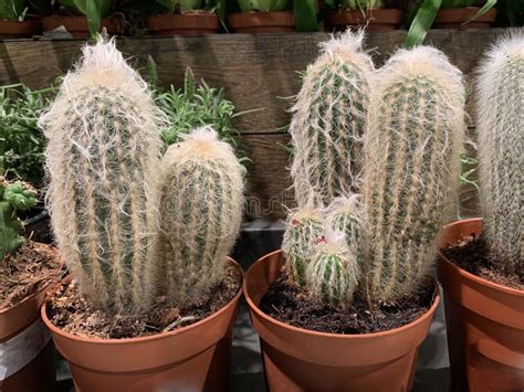 White Decorative Cacti Collection Of Fluffy Blooming Cacti Tropical