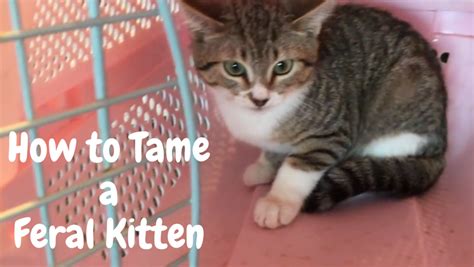 How To Tame A Feral Cat Taming A Feral Cat Kitty Help Desk The