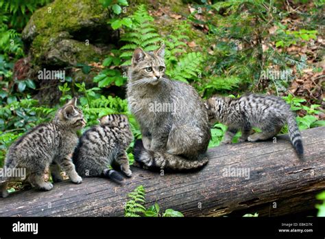 European Wildcat Forest Wildcat Felis Silvestris Silvestris Mother