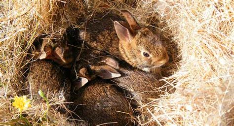 Why Do Rabbits Bury Their Babies Under Grass And Leaves