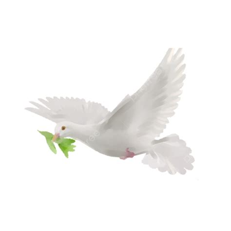 paloma voladora png dibujos paloma material de paloma fotos de paloma blanca png imagen para
