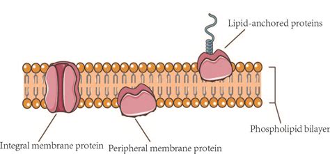 Membrane Protein Overview Creative Biolabs Blog
