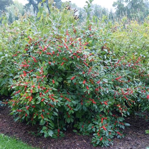 Berry Heavy Winterberry Holly My Proven Winners Colorchoices