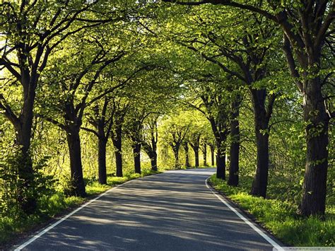Trees Along The Road Wallpapers Wallpaper Cave