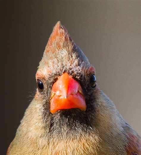 Northern Cardinal Female Closeup Of Head Straight On Roads End Naturalist