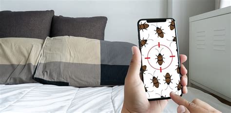 3 Common Hiding Places For Bed Bugs