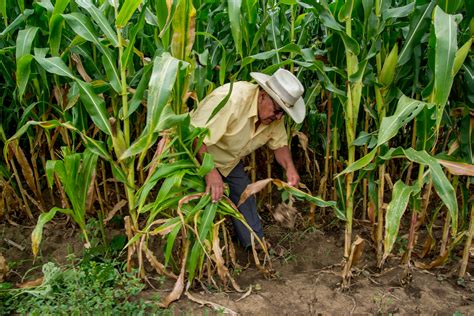 Milpa El Coraz N De La Agricultura Mexicana Secretar A De