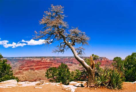 Solitary Tree In Bryce Canyon National Park Utah Stock Photo Image