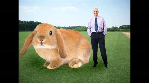The Biggest Rabbit In The World Youtube