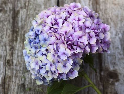 Be mindful not to overstuff your vase with stems, as hydrangea dry best when given room to breathe. allow the water to evaporate completely from the vase. How to Dry and Preserve Hydrangea Flowers
