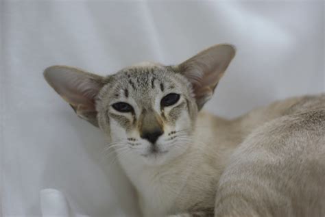 Siamese cats are one of the more popular domesticated cat breeds, along with being one of the most recognizable and widely known cats in the world. Tabby Point Siamese Cats - Siamese Cat Breeder