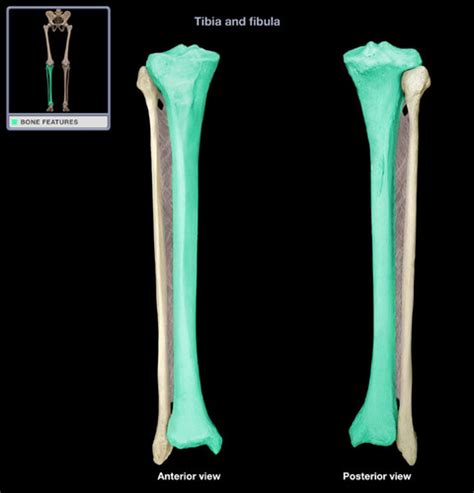 Bone Labeling Tibia And Fibula Flashcards Quizlet