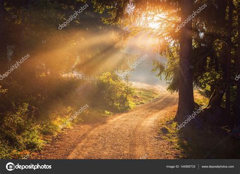 Sun Rays Shining Through The Trees Lighting Up The Forest Path Stock
