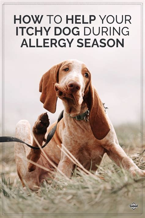 10 Signs Your Dog Has Seasonal Allergies Artofit