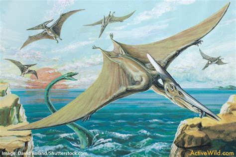 Pterodactylus Facts For Kids Students And Adults Information And Pictures