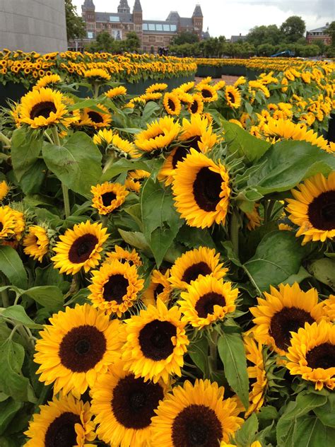 Happy Flowers Flowers Nature Beautiful Flowers Lovely Sunflowers