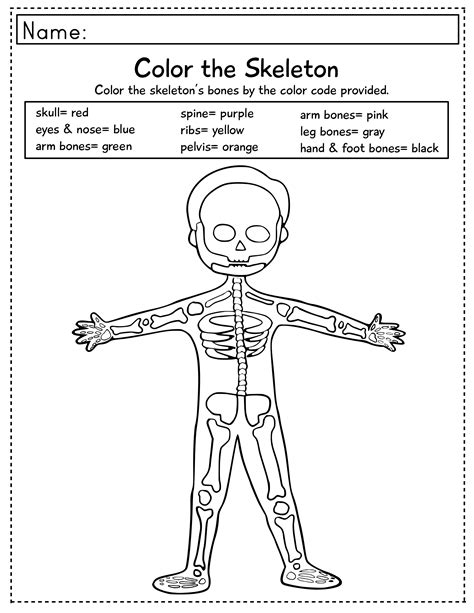 Skeletal System Worksheet Pdf